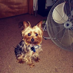 Meet your Posher, Debbie